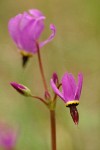 Henderson's Shooting Star blossoms