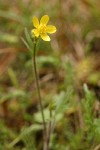 Western Buttercup