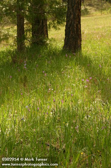 Pinus jeffreyi; Dodecatheon hendersonii