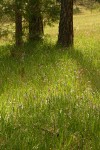 Jeffrey Pines in serpentine meadow w/ Henderson's Shooting Stars