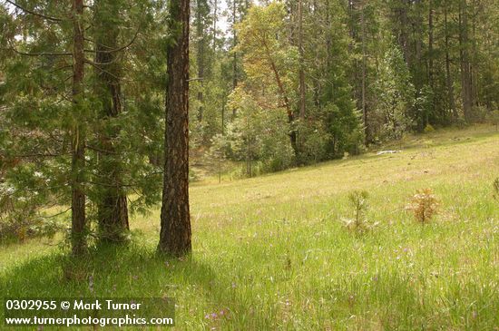 Pinus jeffreyi; Dodecatheon hendersonii