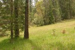 Jeffrey Pines in serpentine meadow w/ Henderson's Shooting Stars