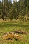 Jeffrey Pines in serpentine meadow w/ Henderson's Shooting Stars