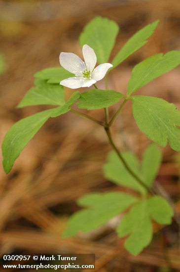 Anemone oregana