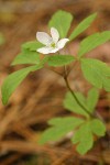 Oregon Anemone (white form)