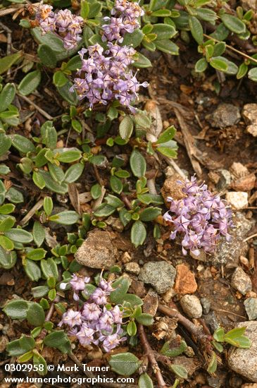 Ceanothus pumilus