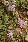 Dwarf Ceanothus