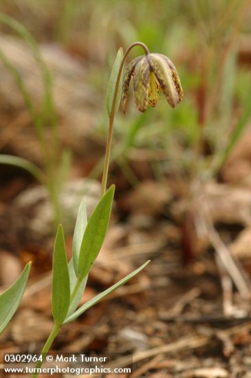 Fritillaria affinis