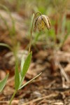 Checker Lily (dwarf form)