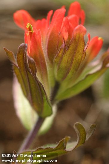 Castilleja hispida ssp. brevilobata