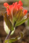 Short-lobed Indian Paintbrush bracts & blossom detail
