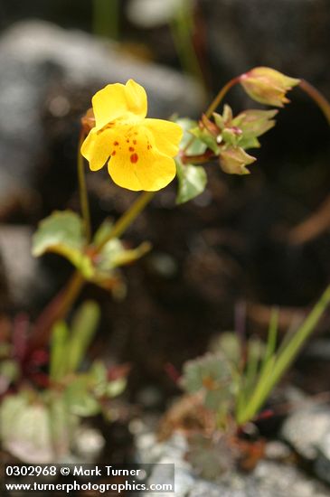 Mimulus guttatus