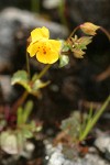 Seep-spring Monkeyflower