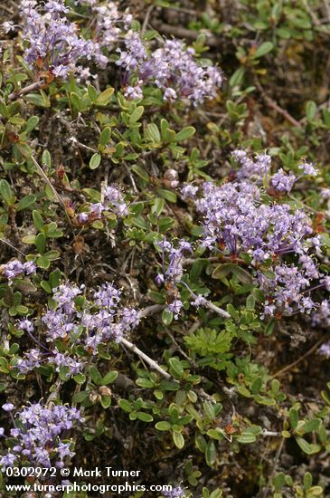 Ceanothus pumilus