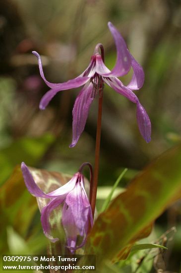 Erythronium hendersonii