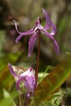 Henderson's Fawn Lily