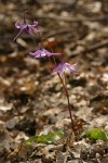 Henderson's Fawn Lily