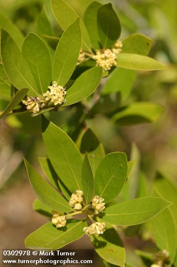 Umbellularia californica