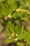 California Laurel (Oregon Myrtle) blossoms & foliage