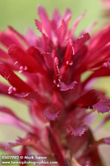 Pedicularis densiflora