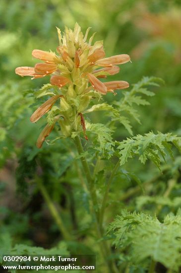 Pedicularis densiflora