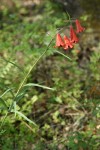 Red Bells