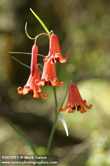 Fritillaria recurva