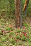 Indian Warrior carpets ground under Ponderosa Pines