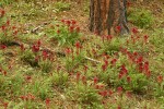 Indian Warrior carpets ground under Ponderosa Pines