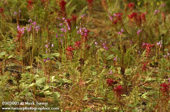 Pedicularis densiflora; Dodecatheon hendersonii