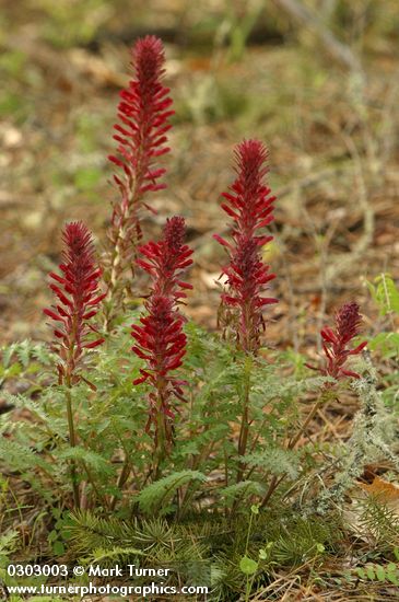 Pedicularis densiflora