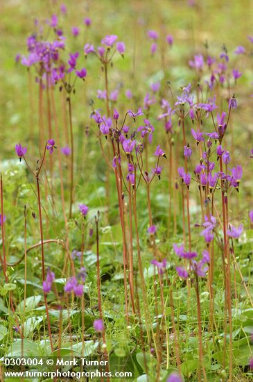 Dodecatheon hendersonii