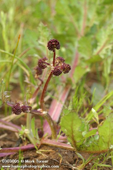 Sanicula bipinnatifida