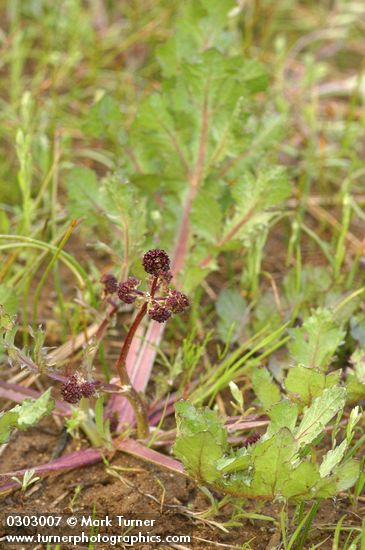 Sanicula bipinnatifida