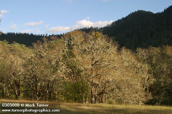 Quercus garryana