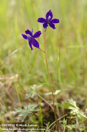 Delphinium sp.