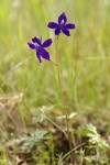 Delphinium