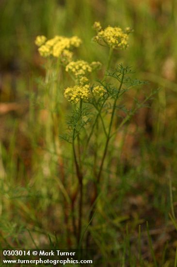 Lomatium utriculatum