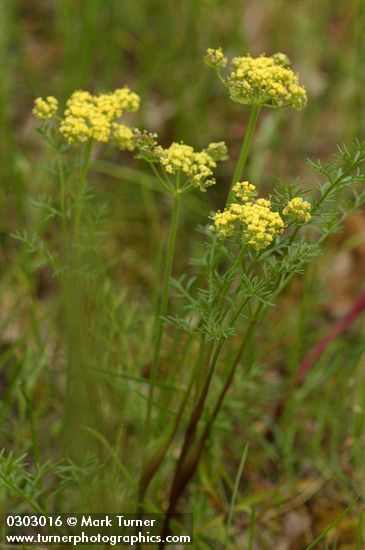 Lomatium utriculatum