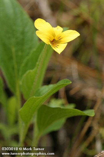 Viola praemorsa