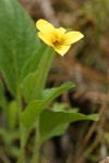 Prairie Violet