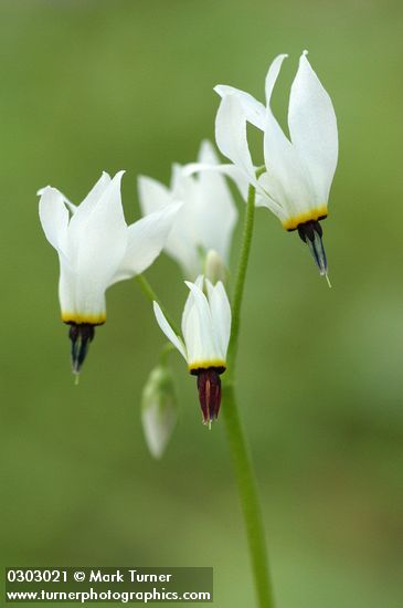 Dodecatheon hendersonii