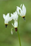 Henderson's Shooting Star blossoms (white form)