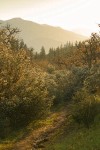 Buckbrush, backlit late afternoon w/ trail