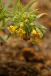 Yellow Puccoon (California Stoneseed)