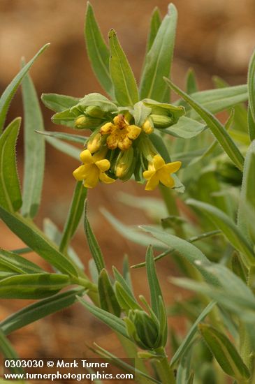 Lithospermum californicum