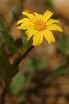 Serpentine Arnica blossom & foliage detail