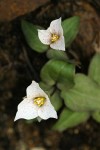 Brook Trilliums