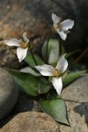 Brook Trilliums