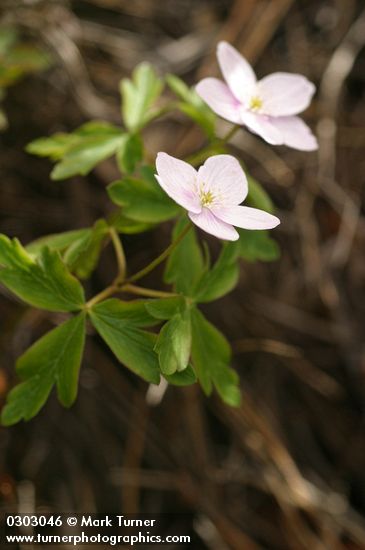 Anemone oregana